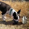 Plastic Fin Cap Pet Travel Water Bottle in Stainless Steel, Small, Silver and Black-Set of 2
