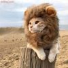 Cute Lion Mane Cat Pet Wig