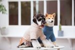 Touchdog Â® 'Modress' Fashion Designer Dog Sweater and Dress