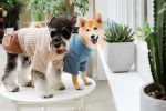 Touchdog Â® 'Modress' Fashion Designer Dog Sweater and Dress