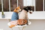 Touchdog Â® 'Modress' Fashion Designer Dog Sweater and Dress
