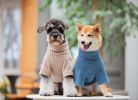 Touchdog Â® 'Modress' Fashion Designer Dog Sweater and Dress